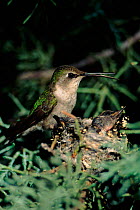 Anna's hummingbird (Calypte anna) at nest with chicks. Sonoran desert, Arizona, USA