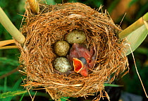 Reed warbler's nest with eggs and European cuckoo chick just hatched, UK