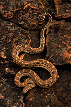 Rock python (Python sebae). Africa