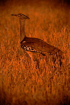 Kori bustard (Choriotis kori). Zimbabwe, Southern Africa