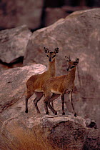 Klipspringer antelope pair (Oreotragus oreotragus). Zimbabwe, Southern Africa