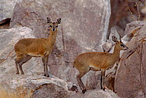 Klipspringer antelope pair, Zimbabwe