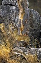 Klipspringer antelope (Oreotragus oreotragus) female standing alert on rock, Zimbabwe, Southern Africa