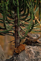Rock hyrax (Procavia capensis) under Euphorbia plant. Zimbabwe, Southern Africa