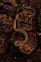 Rock python, Zimbabwe, Southern Africa
