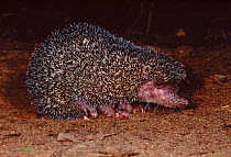Large Madagascar hedgehog (Setifer setosus). Nosy Mangabe reserve, Madagascar