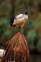 Sacred ibis perched on palm, South Africa