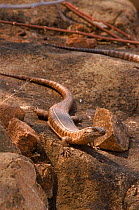 Giant plated lizard on rocks, Zimbabwe