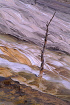 Dead pine amongst travertine, a feature of hot springs. YelloWstone NP, Wyoming, USA