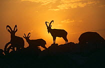Nubian ibex silhouetted at dawn {Capra ibex nubiana} Bahrain, Middle East