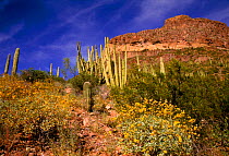 Organ pipe cactus National Monument, Arizona, USA