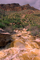 Desert wash flowing after storm. Catalina mountains, Sonoran Desert, Arizona, USA