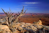 Desert landscapes near Mexican Hat, Utah, USA