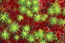 Polytrichum moss amongst Sphagnum {Polytrichum commune} Inverness-shire, Scotland, UK