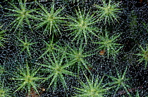 Polytrichum moss {Polytrichum commune} Montreathmont, Angus, Scotland