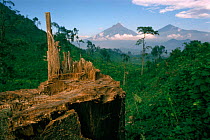 Deforestation for fuel by Hutu refugees (900 tons wood per day). Virunga NP (Mikeno and Karisimbi volcanoes), Democratic Republic of Congo.
