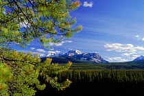 Bow valley, Banff NP, Alberta, Canada