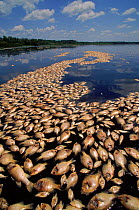 Dead fish suffocated by algal bloom from too many nutrients in water. Lake Trafford Florida, USA