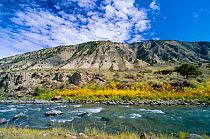 Gardner river, Grand Teton NP, Wyoming, USA