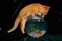 Kitten (Felis catus) with goldfish bowl. USA