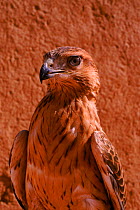 Long-legged buzzard (Buteo rufinus). Morocco, Captive