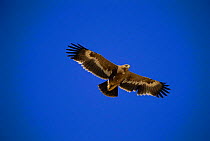 Steppe eagle in flight, Oman, {Aquila rapax nipalensis} 2nd winter bird