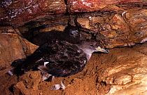 Cory's shearwater {Calonectris diomedea} adult and chick in nest burrow, Murcia, Spain