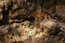 Male Fossa amongst rocks {Cryptoprocta ferox} Kirindy Forest, Madagascar