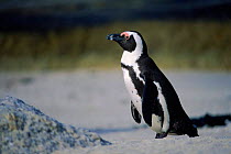 Black footed (Jackass) penguin (Spheniscus demersus). Cape Good Hope, South Africa