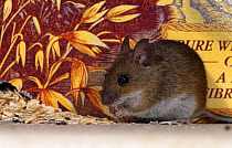 Wood mouse in pantry {Apodemus sylvaticus} Brechin, Angus, Scotland, UK