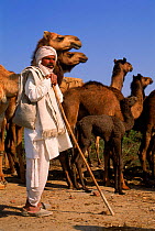 Camel herder with camels {Camelus dromedarius} Rajasthan, India