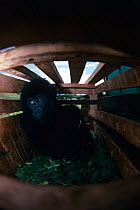Mountain gorilla {Gorilla beringei} juvenile in wooden cage recovered from poachers, Virunga NP, Dem Rep Congo