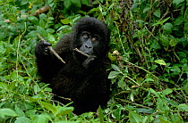 Gorilla juvenile portrait {Gorilla gorilla beringei} Virunga NP. DR Congo