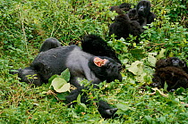 Silverback Gorilla 'Rugabo' {Gorilla gorilla beringei} Virunga NP. DR Congo