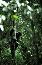 Eastern lowland gorilla feeding in tree {Gorilla beringei graueri} Lake Kivu, Democratic Republic of the Congo