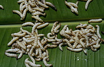 Edible bamboo worms collected for restaurant Chiang Mai, Thailand