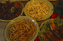 Edible bamboo worms, crickets, hornet grubs and giant water bugs. Chiang Mai, Thailand