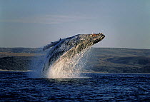 Humpback whale breaching {Megaptera novaeangliae} Transkei, South Africa