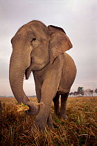Indian elephant grazing, Kaziranga NP, Assam, India