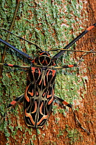 Male Harlequin beetle (Acrocinus longimanus) Burro Burro river, Guyana