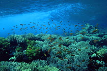 Coral reef scenic with waves and Anthias fish, Eygpt, Red Sea
