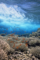 Coral reef scenic with waves and Anthias fish, Eygpt, Red Sea