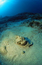Spotted scorpionfish {Scorpaena plumieri} camouflaged on sandbar, Caribbean