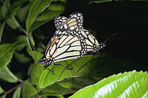 Monarch butterflies {Danaus plexippus} on leaf, Australia