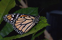 Monarch butterfly {Danaus plexippus} on leaf, Australia