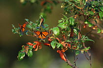Monarch butterflies on bush {Danaus plexippus} NY, USA
