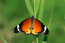 Monarch butterfly {Danaus plexippus} Alicante, Spain