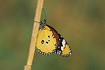 Monarch butterfly {Danaus plexippus} on twig, Spain