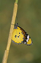 Monarch butterfly {Danaus plexippus} on twig,  Spain