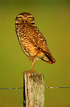 Burrowing owl portrait (Athene cunicularia) on fence post. Pantanal, Brazil Mato Grosso. (This image may be licensed either as rights managed or royalty free.)